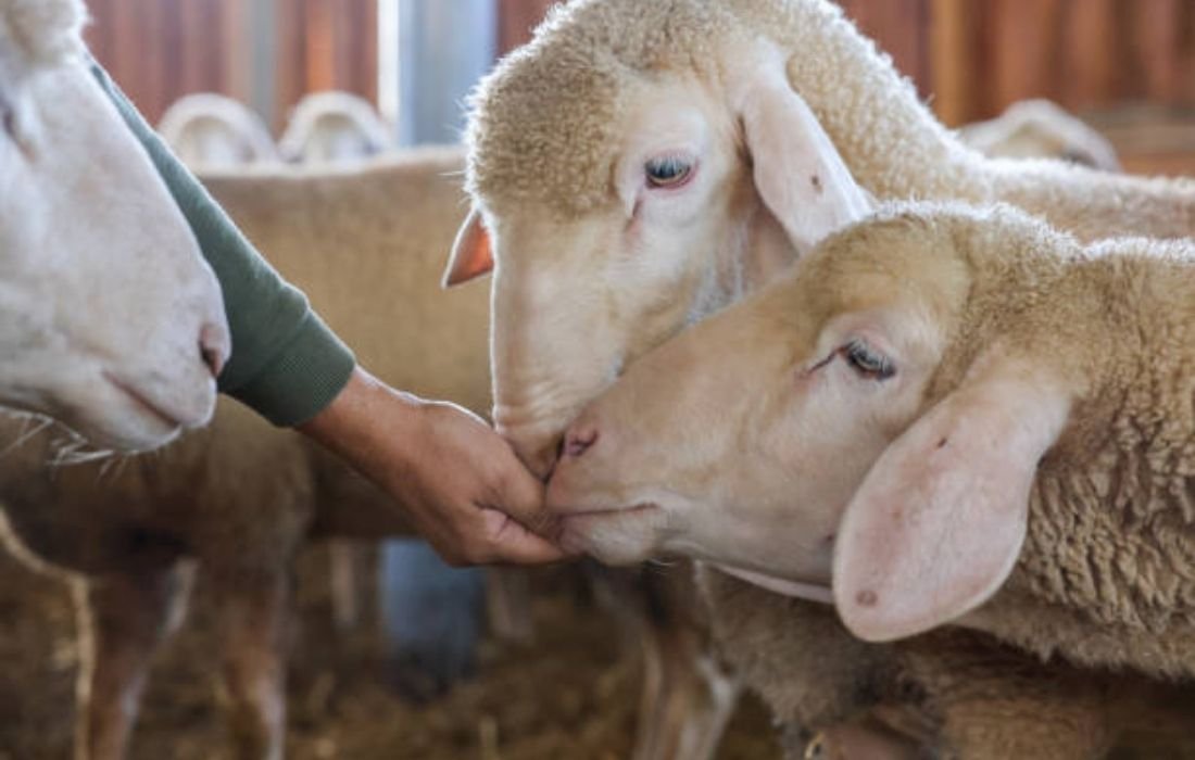Ethical Aspects of Qurbani