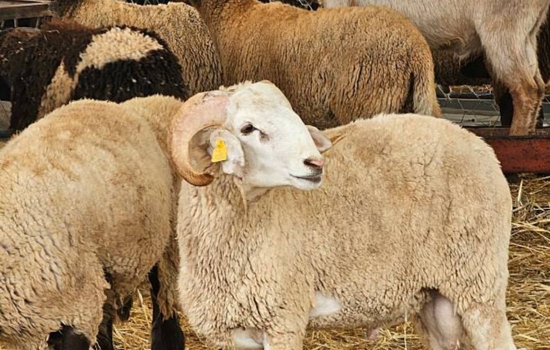 Meaning of Qurbani in Islam