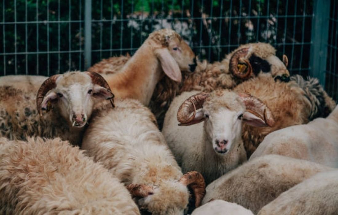 Time of Qurbani  in Islam